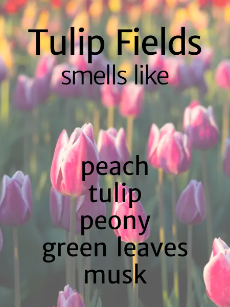 Tulip Fields